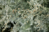 Artemisia absinthium 'Lambrook Silver' RCP8-09 088.jpg